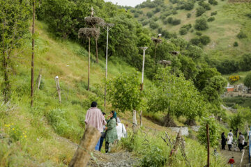 لک لک های زریوار