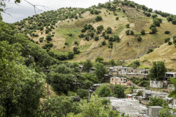 لک لک های زریوار