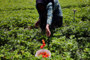 پیش‌بینی تولید ۱۲۰ هزارتنی توت‌فرنگی در کشور