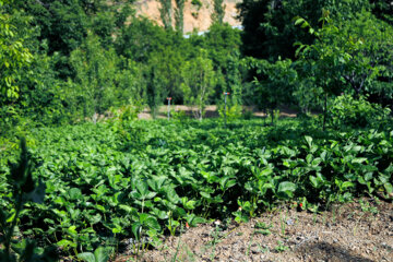 Festival de Fresas en Shian 