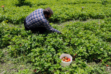 Festival de Fresas en Shian 