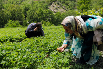 Festival de la fraise au Kurdistan iranien