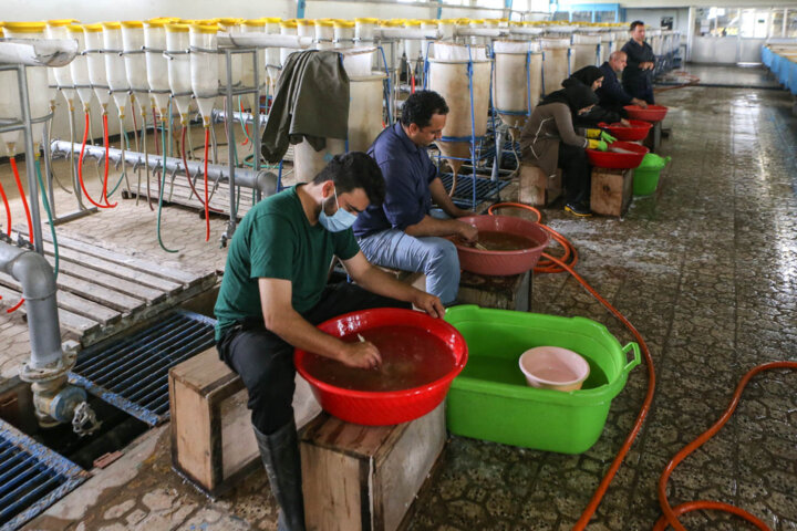 بازسازی ذخایر شریان حیاتی فعالیت صیادی در کرانه خزر