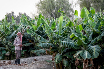 چابهار؛ بهشت جنوب ایران/باغ های موز زرآباد