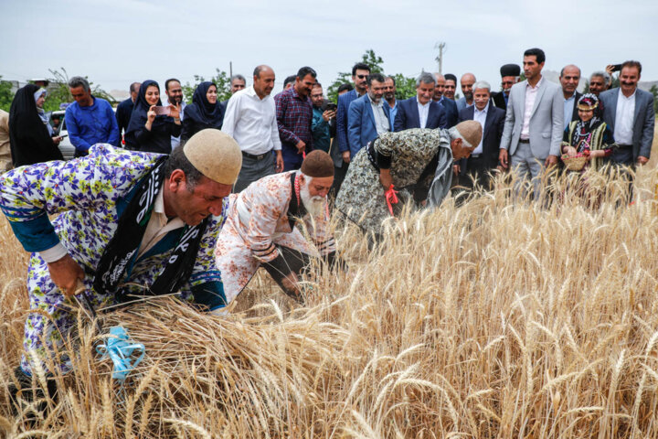 شکرانه دستان پینه‎بسته کشاورزان لرستان به اجرای طرح جهش تولید