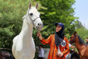 Schönheitswettbewerb für Pferde in Stadt Bojnourd