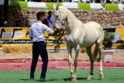 Festival de “Caballo turcomano genuino”
