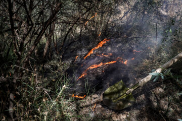 آتش سوزی در جنگل‌های کرخه