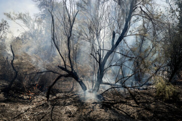 آتش سوزی در جنگل‌های کرخه