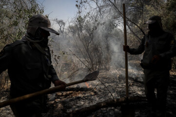 آتش سوزی مزارع در خوزستان علاوه بر ایجاد آلودگی، تنوع زیستی را نیز نابود می‌کند