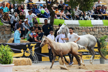جشنواره ملی «اسب اصیل ترکمن»