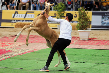 جشنواره ملی «اسب اصیل ترکمن»