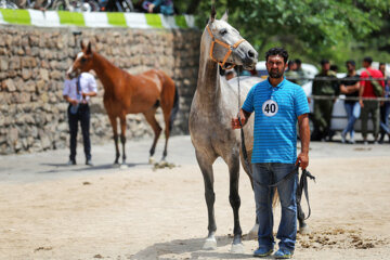 جشنواره ملی «اسب اصیل ترکمن»