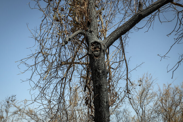 آتشسوزی مزارع در خوزستان علاوه بر ایجاد آلودگی، تنوع زیستی را نیز نابود میکند