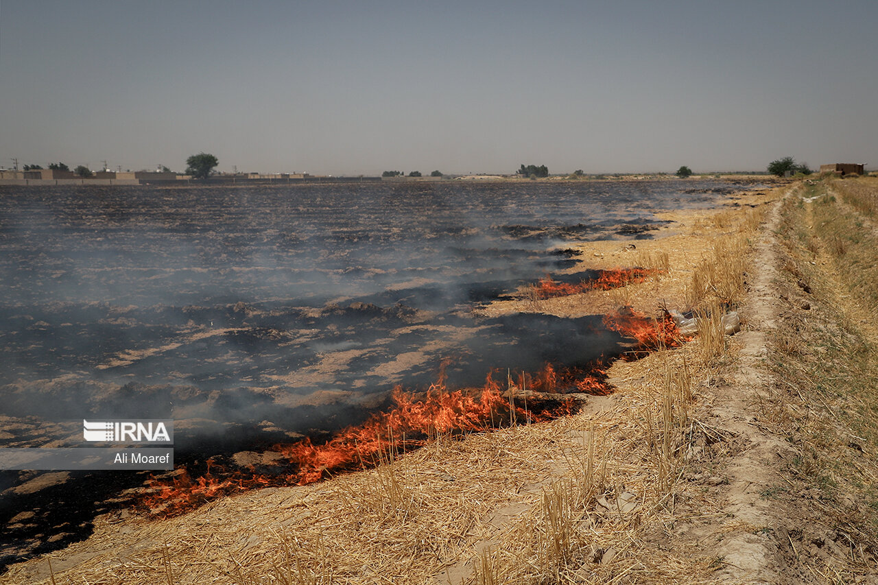 کشاورزان اردبیل از آتش زدن بقایای گیاهی پس از برداشت محصول خودداری کنند