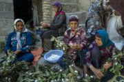 Sériciculture dans la province de Golestân au nord de l’Iran