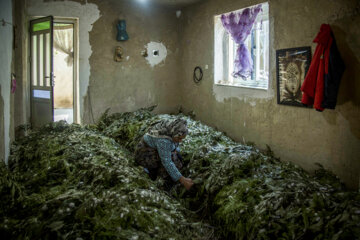 نوغان داری در مینودشت