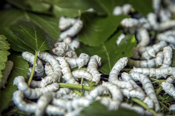 نوغان داری در مینودشت