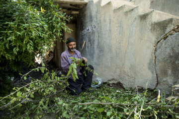 نوغان داری در مینودشت