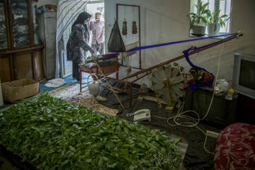 نوغان داری در مینودشت