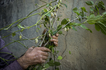 نوغان داری در مینودشت