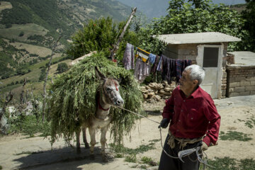 نوغان داری در مینودشت