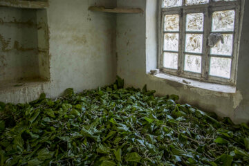 نوغان داری در مینودشت