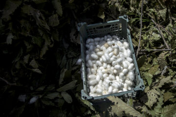 نوغان داری در مینودشت