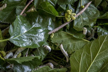 نوغان داری در مینودشت