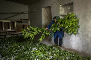 نوغان داری در مینودشت