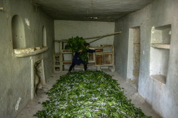 نوغان داری در مینودشت