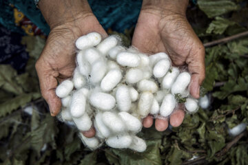 نوغان داری در مینودشت