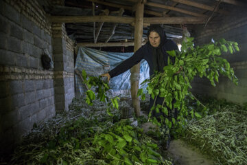 نوغان داری در مینودشت