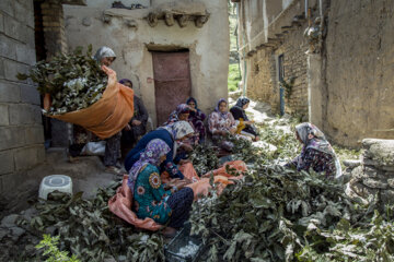 نوغان داری در مینودشت