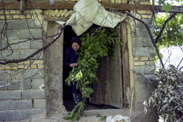 نوغان داری در مینودشت