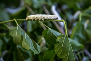 نوغان داری در مینودشت
