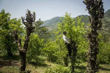 نوغان داری در مینودشت