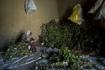 نوغان داری در مینودشت