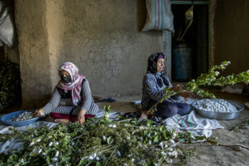 نوغان داری در مینودشت