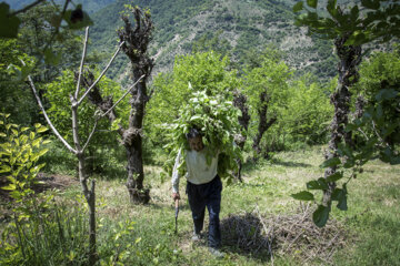 نوغان داری در مینودشت