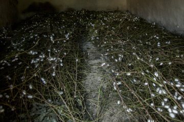 نوغان داری در مینودشت