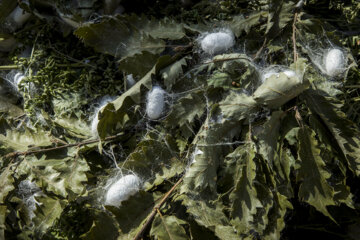 نوغان داری در مینودشت