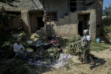 نوغان داری در مینودشت