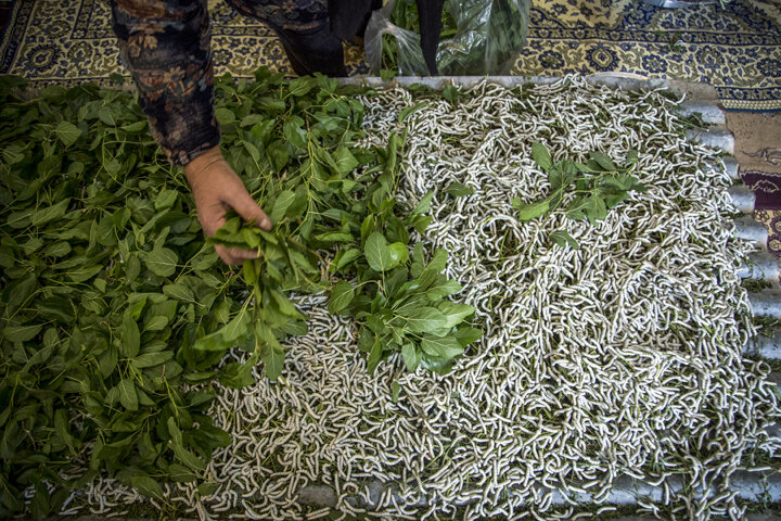 خروج نوغان‌داران خراسان شمالی از پیله مشکلات