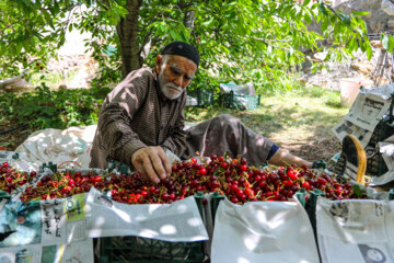 برداشت آلبالو از باغ‌های آذربایجان غربی آغاز شد