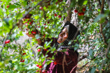 Cueillette de cerises à Karaj