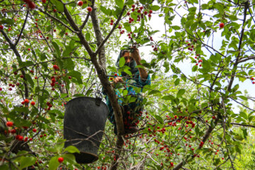 Cueillette de cerises à Karaj