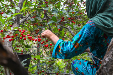 Cueillette de cerises à Karaj