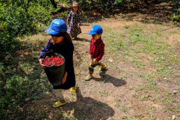 Cueillette de cerises à Karaj