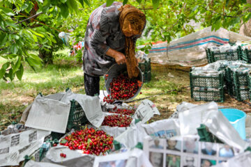 Cueillette de cerises à Karaj